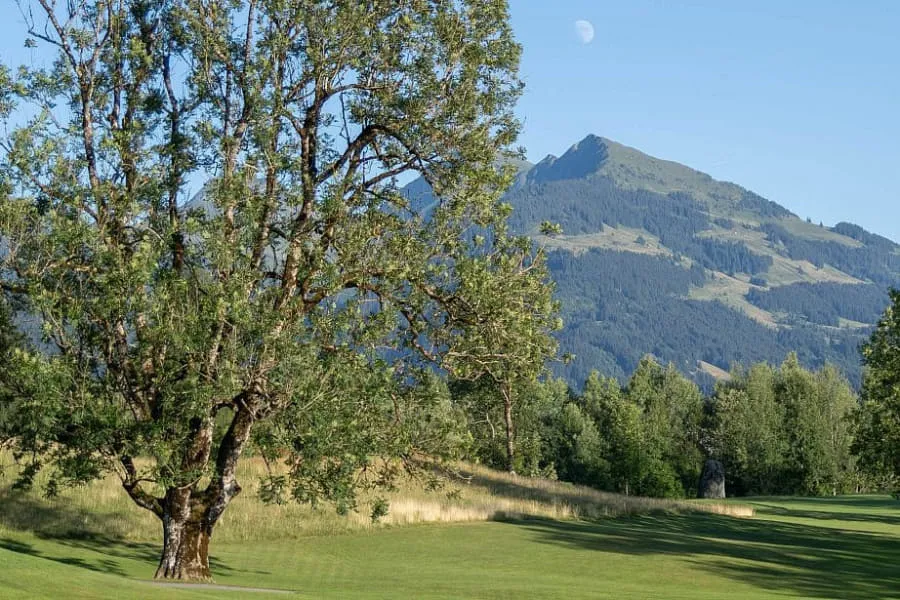 Fairway des GC Kitzbühel mit alten Bäumen, dahinter ein Berggipfel